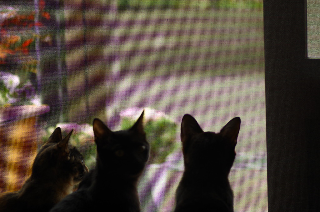 3匹の子猫