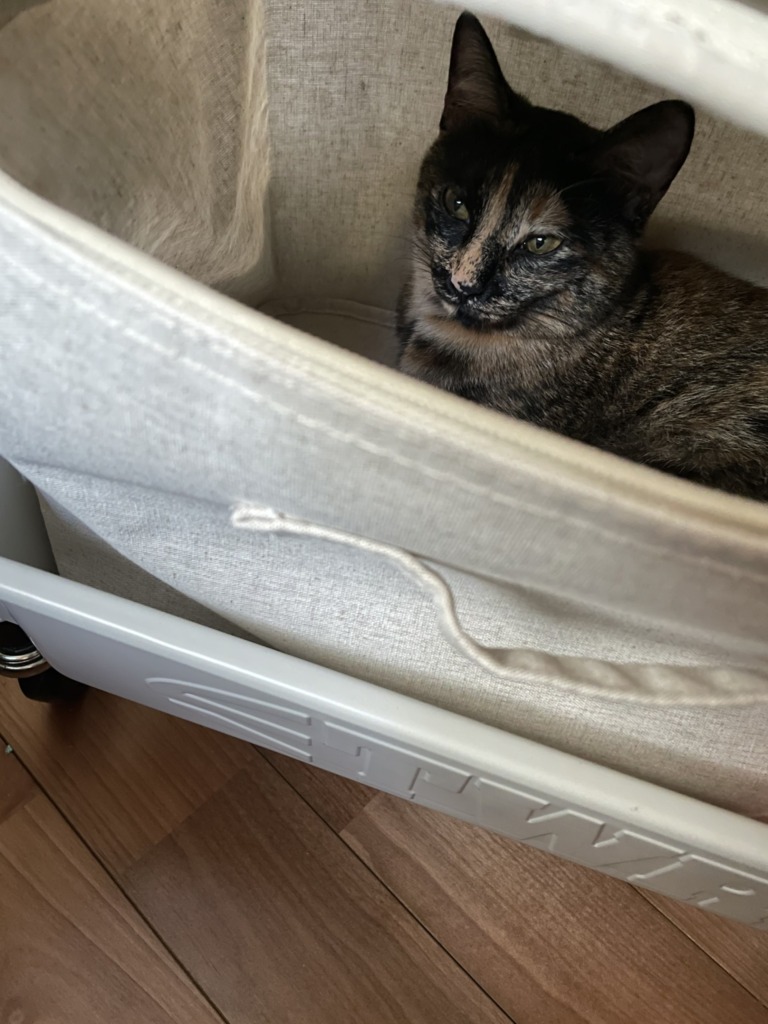 サビ猫